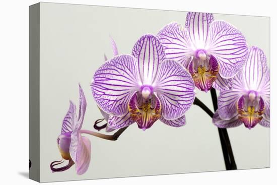 Orchid-2017-33-Gordon Semmens-Stretched Canvas