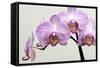 Orchid-2017-33-Gordon Semmens-Framed Stretched Canvas