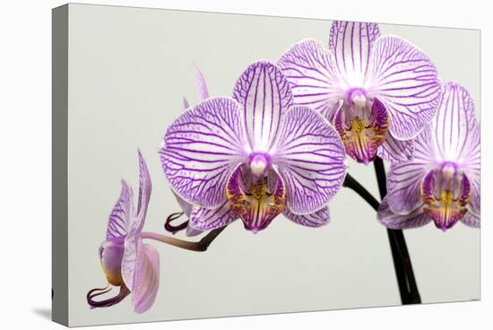 Orchid-2017-33-Gordon Semmens-Stretched Canvas
