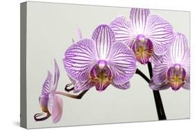 Orchid-2017-33-Gordon Semmens-Stretched Canvas
