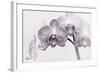 Orchid-2017-33bw-Gordon Semmens-Framed Giclee Print