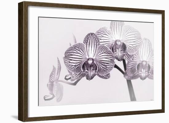 Orchid-2017-33bw-Gordon Semmens-Framed Giclee Print