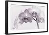 Orchid-2017-33bw-Gordon Semmens-Framed Giclee Print