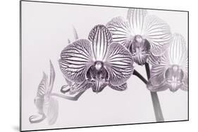 Orchid-2017-33bw-Gordon Semmens-Mounted Giclee Print