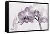 Orchid-2017-33bw-Gordon Semmens-Framed Stretched Canvas