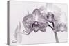 Orchid-2017-33bw-Gordon Semmens-Stretched Canvas