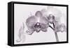 Orchid-2017-33bw-Gordon Semmens-Framed Stretched Canvas