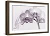 Orchid-2017-33bw-Gordon Semmens-Framed Giclee Print