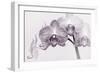 Orchid-2017-33bw-Gordon Semmens-Framed Giclee Print