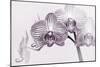 Orchid-2017-33bw-Gordon Semmens-Mounted Giclee Print