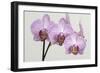 Orchid-2017-34-Gordon Semmens-Framed Giclee Print