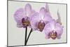 Orchid-2017-34-Gordon Semmens-Mounted Giclee Print