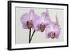 Orchid-2017-34-Gordon Semmens-Framed Giclee Print