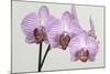 Orchid-2017-34-Gordon Semmens-Mounted Giclee Print