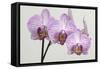 Orchid-2017-34-Gordon Semmens-Framed Stretched Canvas