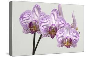 Orchid-2017-34-Gordon Semmens-Stretched Canvas