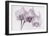 Orchid-2017-34bw-Gordon Semmens-Framed Giclee Print