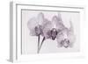 Orchid-2017-34bw-Gordon Semmens-Framed Giclee Print