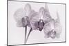 Orchid-2017-34bw-Gordon Semmens-Mounted Giclee Print