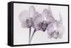 Orchid-2017-34bw-Gordon Semmens-Framed Stretched Canvas