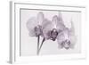 Orchid-2017-34bw-Gordon Semmens-Framed Giclee Print