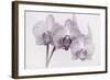 Orchid-2017-34bw-Gordon Semmens-Framed Giclee Print