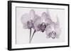 Orchid-2017-34bw-Gordon Semmens-Framed Giclee Print