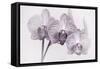 Orchid-2017-34bw-Gordon Semmens-Framed Stretched Canvas