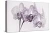 Orchid-2017-34bw-Gordon Semmens-Stretched Canvas