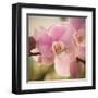 Orchid Affair-Marlana Semenza-Framed Art Print