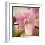 Orchid Affair-Marlana Semenza-Framed Art Print