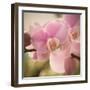 Orchid Affair-Marlana Semenza-Framed Art Print