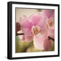 Orchid Affair-Marlana Semenza-Framed Art Print