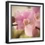 Orchid Affair-Marlana Semenza-Framed Art Print