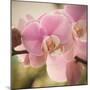 Orchid Affair-Marlana Semenza-Mounted Art Print