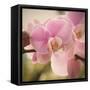 Orchid Affair-Marlana Semenza-Framed Stretched Canvas