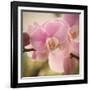 Orchid Affair-Marlana Semenza-Framed Art Print