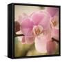 Orchid Affair-Marlana Semenza-Framed Stretched Canvas