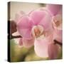 Orchid Affair-Marlana Semenza-Stretched Canvas