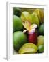 Orchid and Fruit, Les Jardins Du Roy, Mahe, Seychelles-J P De Manne-Framed Photographic Print