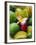 Orchid and Fruit, Les Jardins Du Roy, Mahe, Seychelles-J P De Manne-Framed Photographic Print