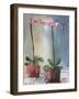 Orchid and Lace I-Marina Louw-Framed Art Print