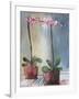 Orchid and Lace I-Marina Louw-Framed Art Print