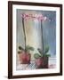 Orchid and Lace I-Marina Louw-Framed Art Print