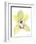 Orchid Beauty II-Jennifer Goldberger-Framed Art Print