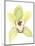 Orchid Beauty II-Jennifer Goldberger-Mounted Art Print