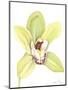 Orchid Beauty II-Jennifer Goldberger-Mounted Art Print