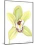 Orchid Beauty II-Jennifer Goldberger-Mounted Art Print