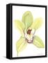 Orchid Beauty II-Jennifer Goldberger-Framed Stretched Canvas