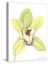 Orchid Beauty II-Jennifer Goldberger-Stretched Canvas